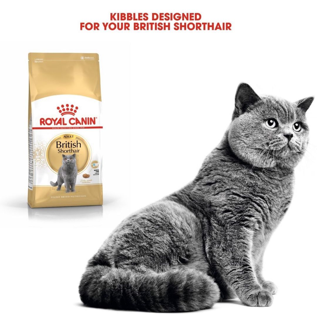 Royal Canin British Shorthair Adult 2 KG