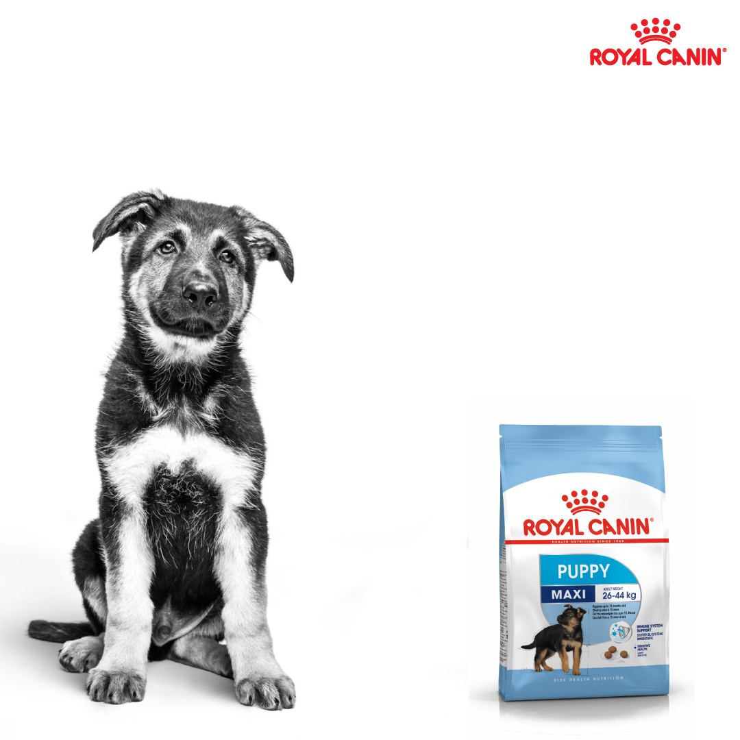 Royal Canin Maxi Puppy 15 KG