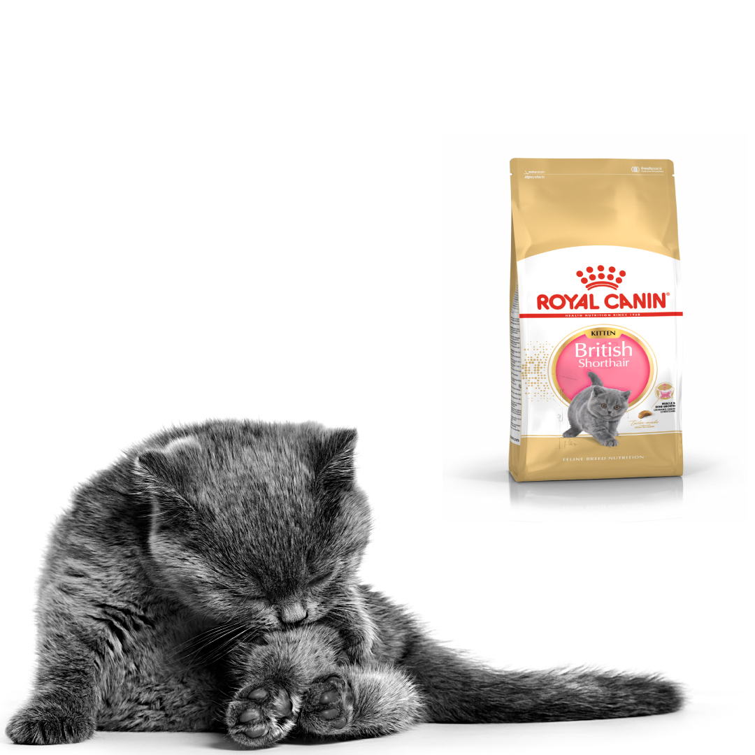 Royal Canin British shorthair 2KG